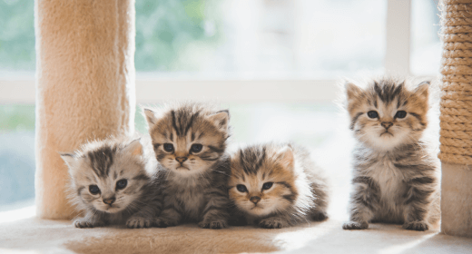 cat article detail banner