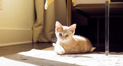 รวมเรื่องน่ารู้เกี่ยวกับหมัดในลูกแมว