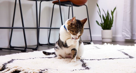 Feline Rhinotracheitis คืออะไร