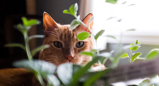Does-Your-Cat-Have-Allergies-banner