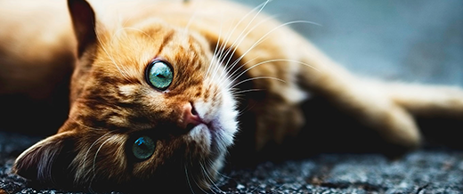 Feeding Guidelines for Your Cat