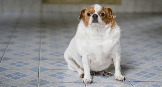 How Fat Affects Your Dog’s Performance