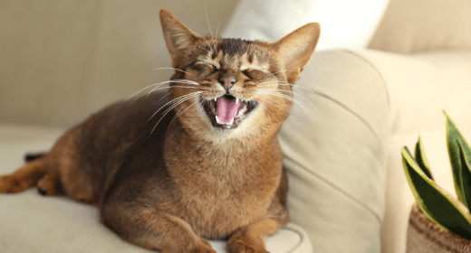 Your Cat’s Language: What Meows, Chirps and Yowls Mean