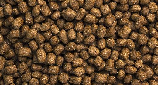 ก่อนเปิดบ้านต้อนรับลูกสุนัขตัวใหม่ ต้องเตรียมอะไรบ้าง?