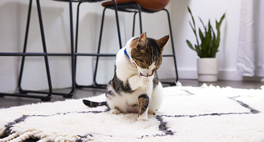 Feline Rhinotracheitis คืออะไร